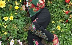 野花直播视频免费高清完整版